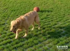 性格“最好的”5种中大型犬，你们想知道吗？