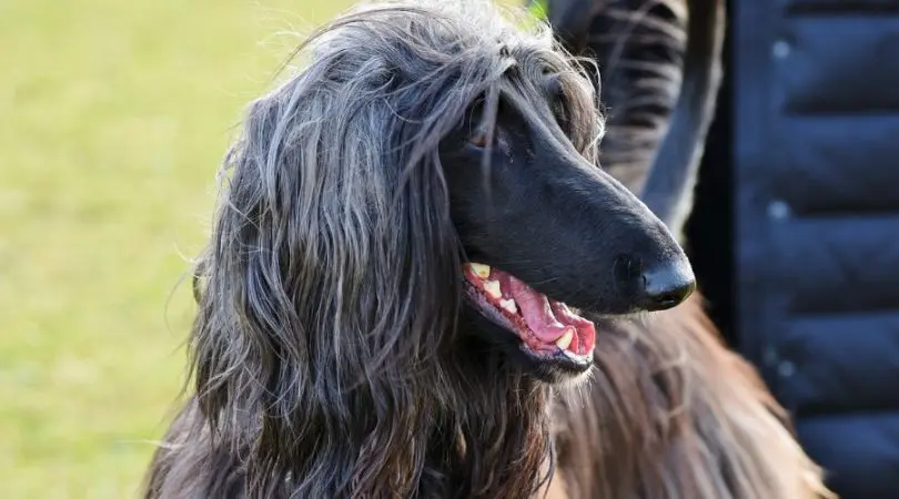 如何与阿富汗猎犬相处