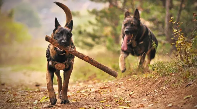 预防阿富汗猎犬的常见疾病