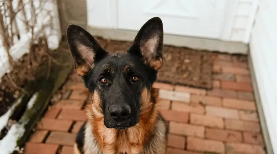 每天了解一种狗—德国牧羊犬