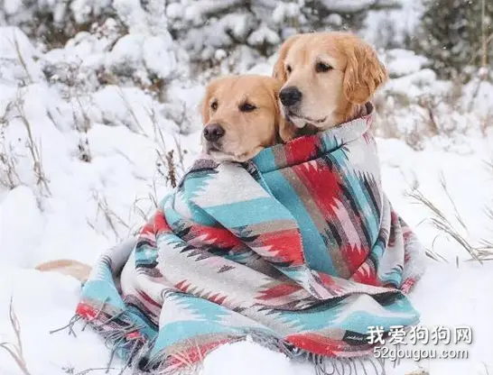 嘿！那边的人类，一起来玩雪呀！