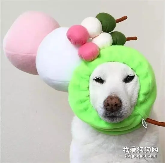 可爱柴犬狗狗的百变美装