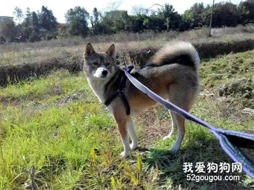 网友晒自家土狗照片，真的被这只田园犬帅到了！