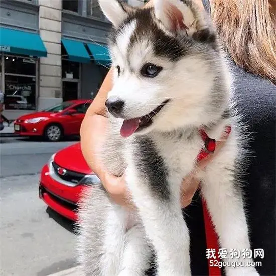 这绝对是哈士奇的颜值巅峰！这美的不像话啊！