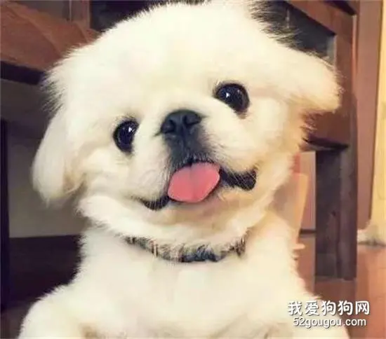 这么多种小型犬，你喜欢哪一种？