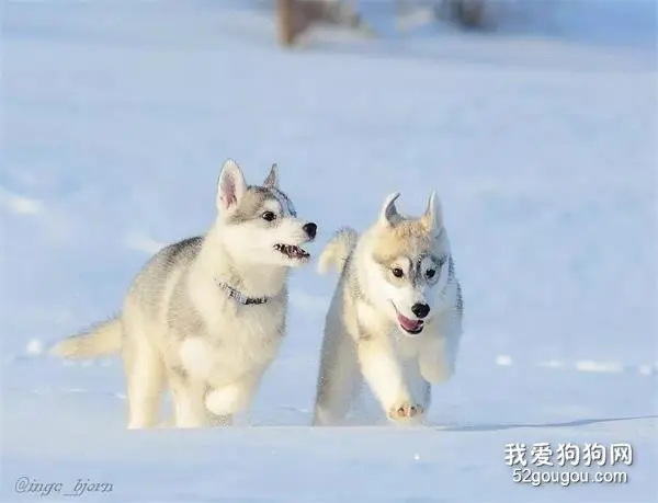 哈士奇的颜值，要放在雪地里才能完全解锁！