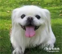 真没想到京巴犬竟然是麒麟的化身……