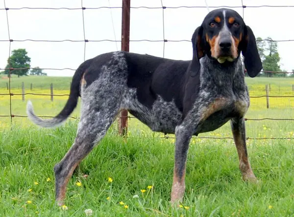 布鲁克浣熊猎犬