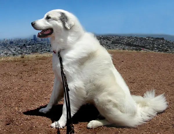 比利牛斯山犬