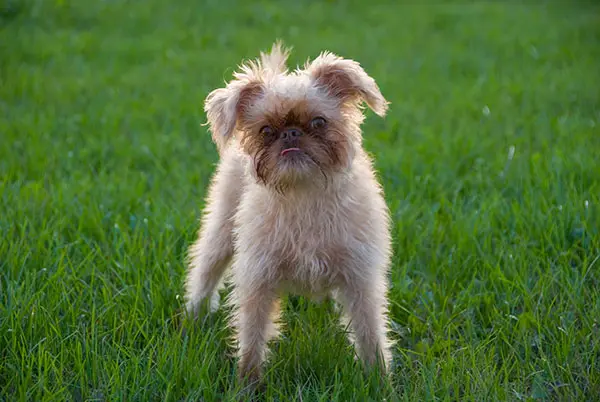 布鲁塞尔格里芬犬