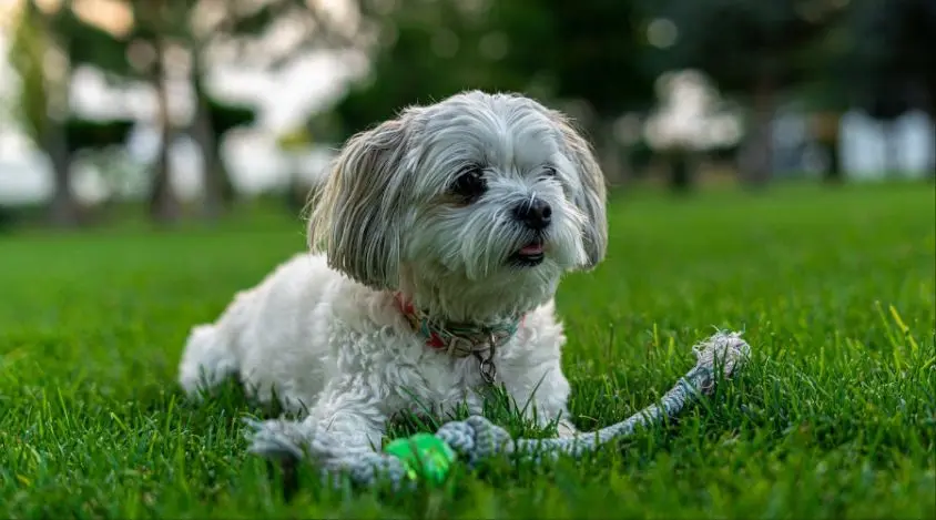 为您的西施犬打造一个舒适的家庭环境