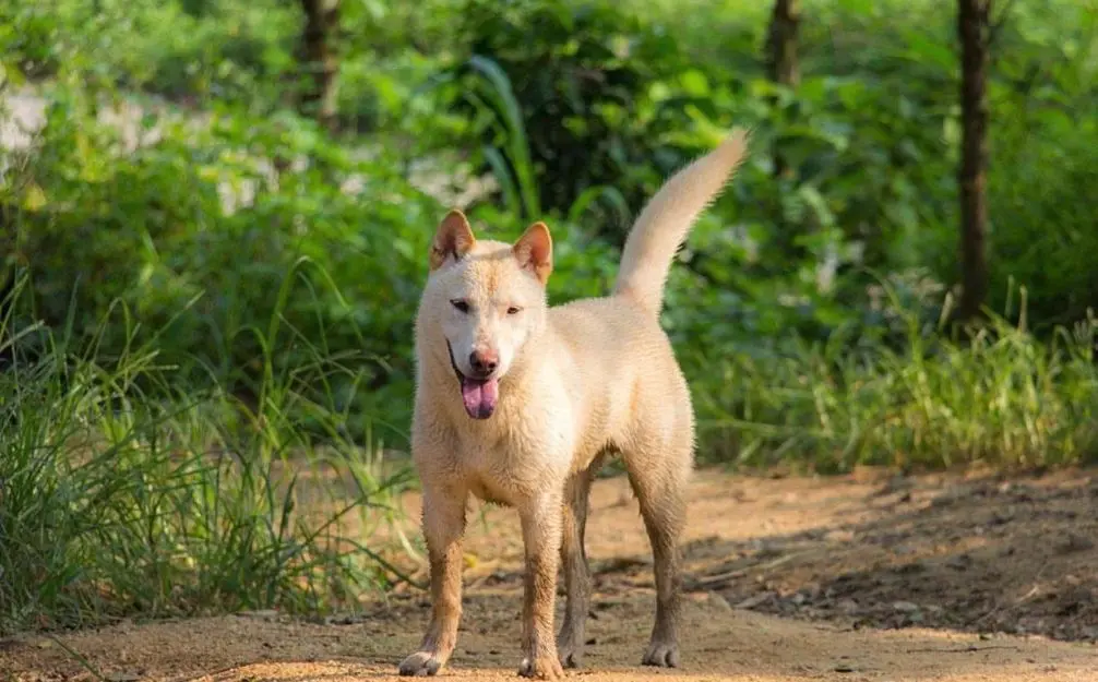 中华田园犬，一点都不比品种犬差！