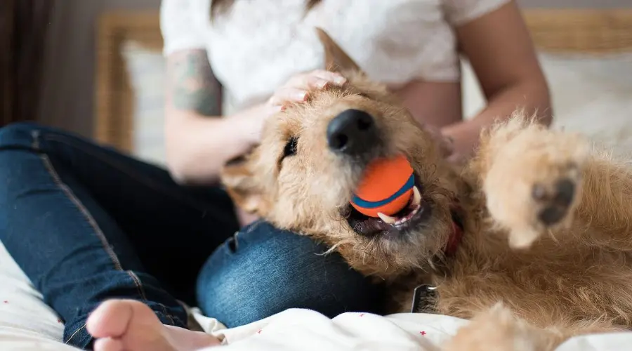 90%的人都不知道！孕妇养狗竟还有这些好处...