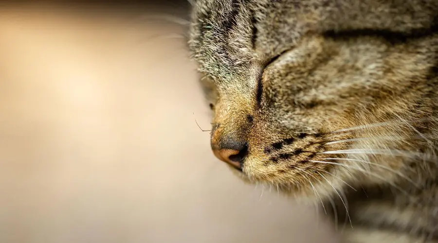 驱蚊不驱猫！养猫家庭的安心驱蚊指南来了